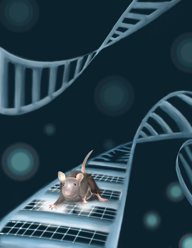 Mäuse helfen WissenschaftlerInnen, die Mechanismen von Autismus-Spektrum-Störungen und geistiger Behinderung aufzudecken. 