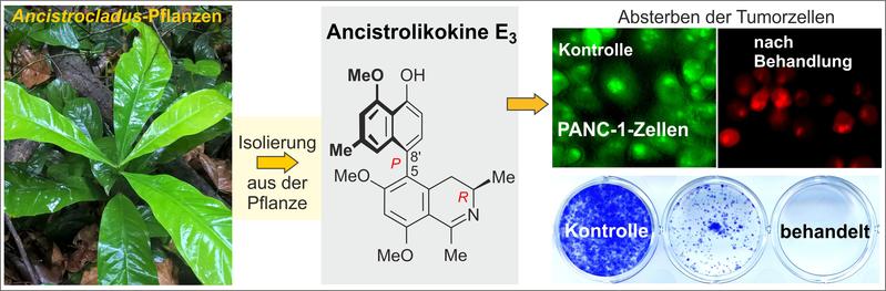 Plant-based anticancer drug – ancistrolikokine E3 inhibits the growth and colonization of pancreatic cancer cells. 