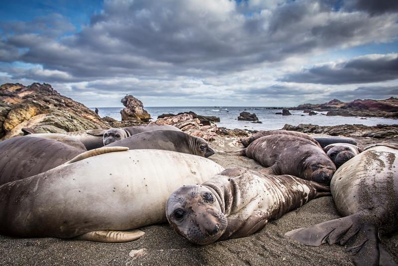 Only a few animals ensured the survival of the northern elephant seal. Although numbers have recovered, today’s populations are genetically depleted.