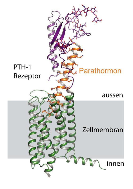 Der PTH-1-Rezeptor besteht aus einem extrazellulären Teil (violett) und einem Teil, der in der Zellmembran sitzt (grün). Das Parathormon (orange) aktiviert den Rezeptor.