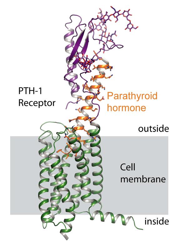 The PTH-1 receptor consists of an extracellular part (purple) and a part that resides in the membrane (green). Parathyroid hormone (orange) activates the receptor.