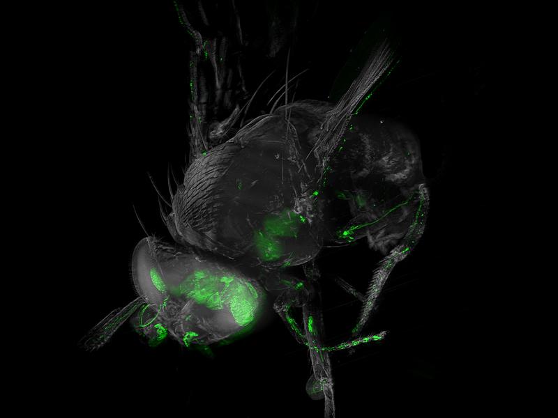 Ultramikroskop-Bild: Gehrin und optisches System der Drosophila 