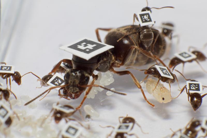 The scientists tagged thousands of ants in total to quantify all interactions between individuals and understand how colonies can protect themselves from disease. 