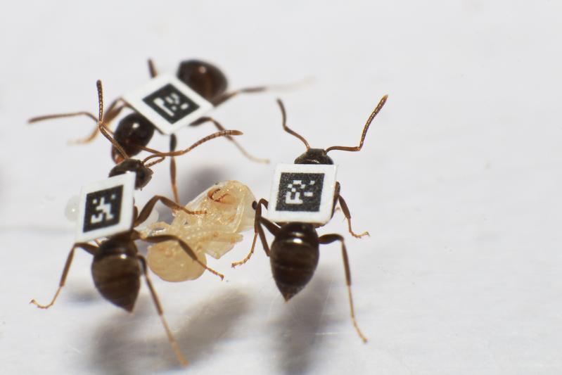 The scientists tagged thousands of ants in total to quantify all interactions between individuals and understand how colonies can protect themselves from disease. 
