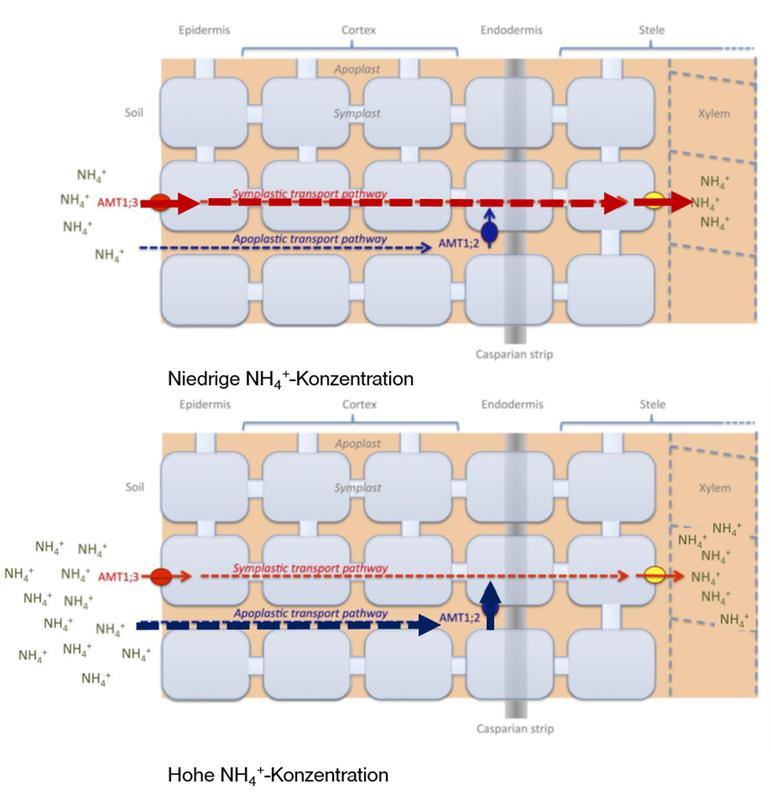 Schematische Darstellung des symplastischen und apoplastischen Transportwegs von Ammonium in die Wurzel.