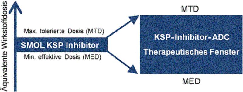 Neuartige Konjugate aus Antikörpern und einem Inhibitor des Kinesin-Spindel-Proteins für die Tumortherapie. 