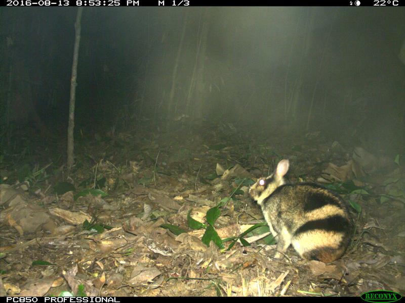 Ein annamitisches Streifenkaninchen, aufgenommen von einer Fotofalle in der Xe Sap National Protected Area (Laos)