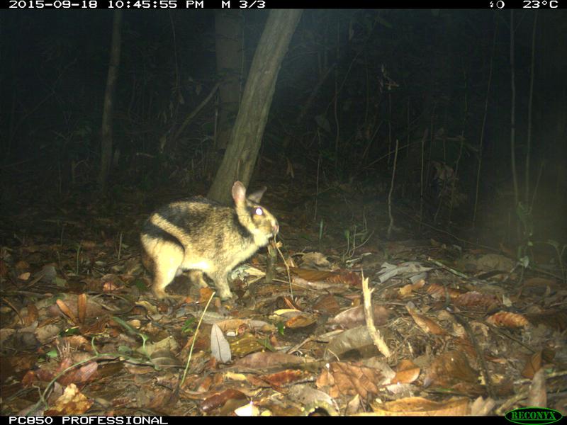 An annamite striped rabbit captured by a camera trap in the Hue Saola Nature Reserve (Vietnam)