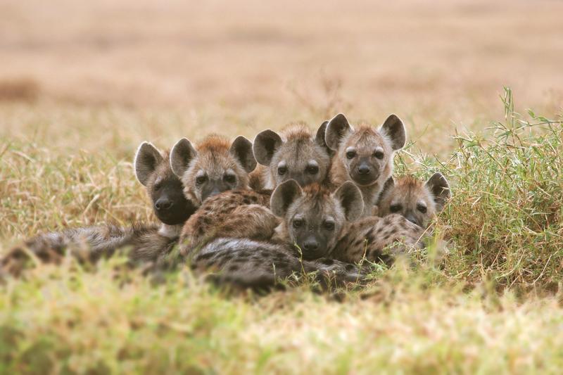 Hyena cubs