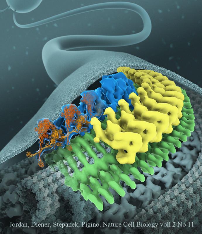 Cryo-electron microscopy reveals the structure of intraflagellar transport nanomachines (yellow, green) and the inhibitory mechanism of the dynein motor (blue)