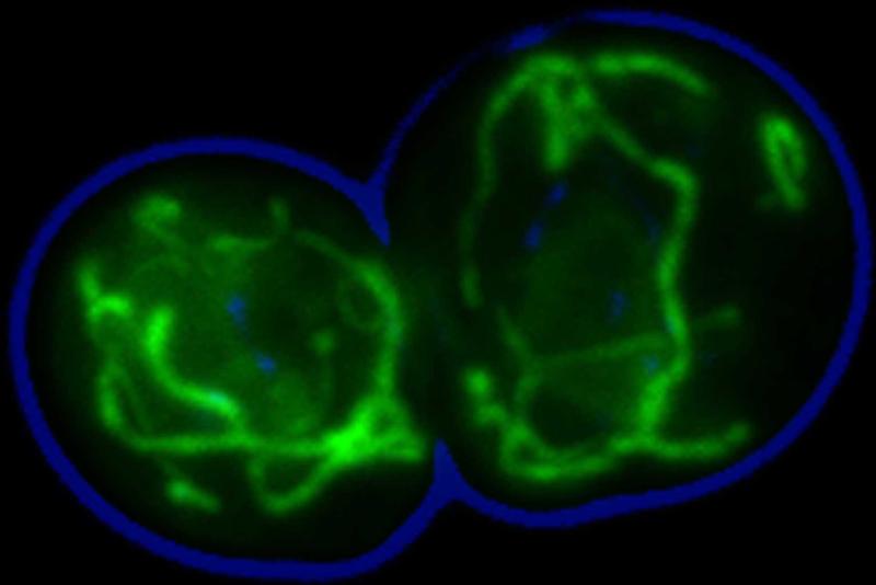  This microscopic image shows mitochondria in a yeast cell that are marked with fluorescent dye.