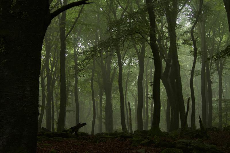 Buchenwald (Fagus sylvatica). Buchenwälder, gerade nicht bewirtschaftete, haben meist grosse Laubdächer und eine hohe strukturelle Heterogenität (vertikal und horizontal).