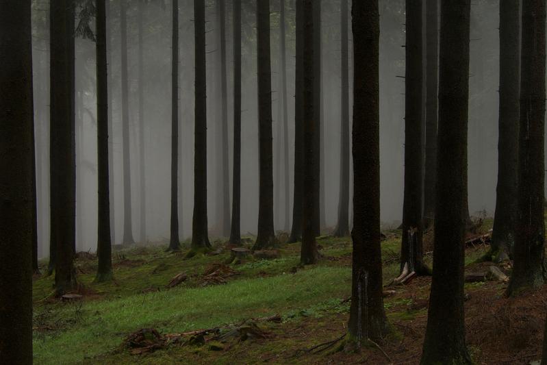 Fichtenwald (Picea abies). Nadelwälder werden häufig zur Holzproduktion genutzt und haben eine niedrige strukturelle Hererogenität (vertikal und horizontal).