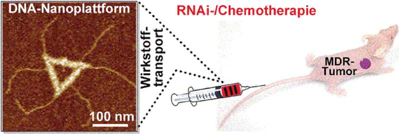 Die Nanostruktur erkennt spezifisch Krebszellen und schleust therapeutische Wirkstoffe und andere Zusatzstoffe in die Zelle.