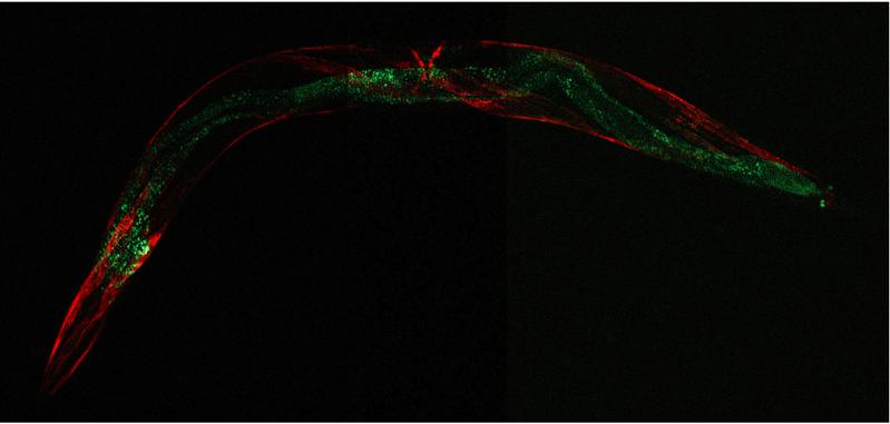 C. elegans Mitochondrien in Muskeln (rot) und im Darm (grün) werden durch die Expression von mitochondrialen Proteinen mit fluoreszierenden Markern unter unterschiedlichen Promotoren visualisiert.