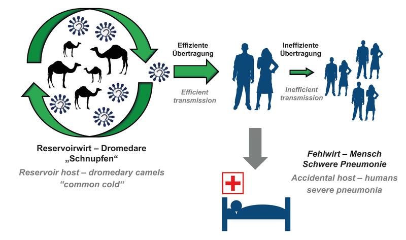 Sollte die Übertragung von Mensch zu Mensch durch Mutationen des Virus effizienter werden, droht eine MERS-Pandemie.