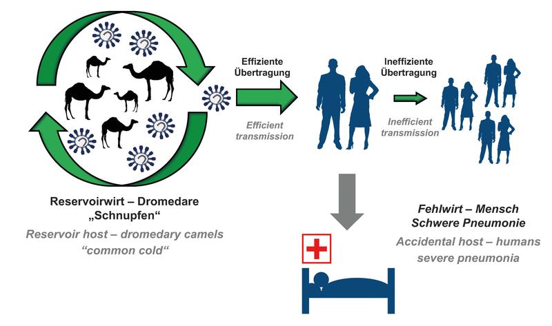 A more efficient human-to-human transmission due to mutations of the MERS virus could cause an imminent pandemic.