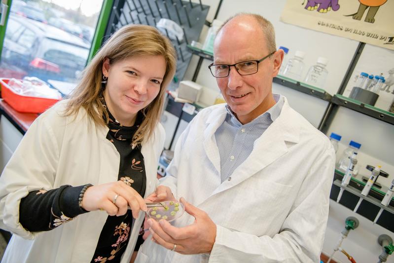 Jessica Borgmann und Franz Narberhaus züchteten das Bodenbakterium Agrobacterium tumefaciens im Labor – in Pflanzentumoren auf Kartoffelscheiben. 