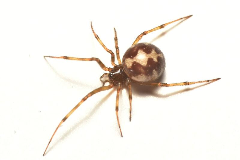 Spinne Steatoda triangulosa