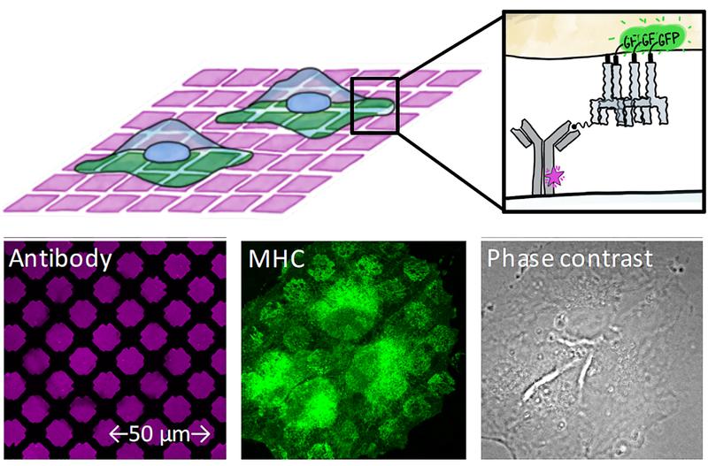 Cultured cells are seeded on glass plates that have been printed with tiny micropatterns of antibodies, using a special process.