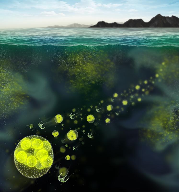 Künstlerische Wiedergabe von Phytoplanktonarten, die eine ungleichmäßige Verteilung bilden 