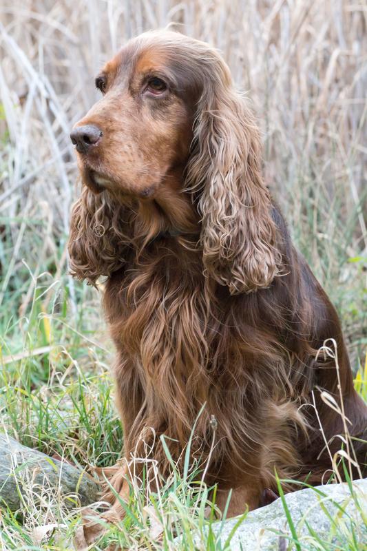 Auch wenn in Wien im Vergleich mit dem ländlichen Raum wenig Parasiten im Hundekot zu finden sind, gilt es auf die Hygiene zu achten. 