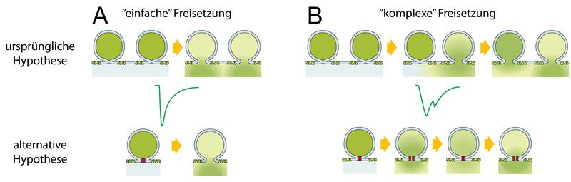 Abb. 1: Hypothesen zur Botenstofffreisetzung an der Haarzellsynapse. A: ursprüngliche Hypothese. B: alternative Hypothese. 