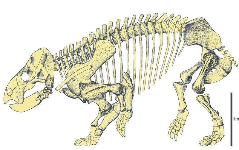 Lisowicia bojani 