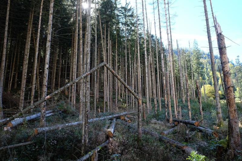 Baummortalität durch Borkenkäfer und Windwurf im Nationalpark Berchtesgaden. 