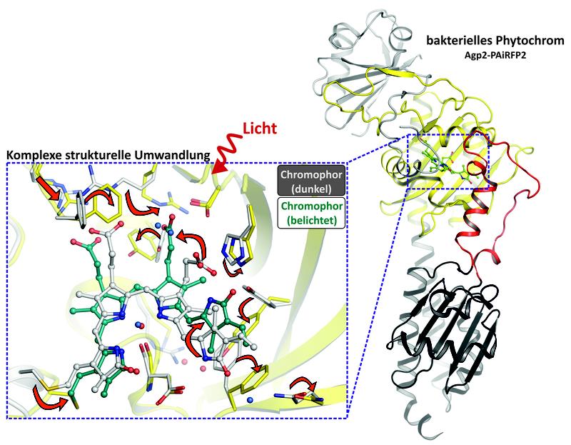 Trifft Licht auf ein Phytochrom, bewirkt es eine komplexe strukturelle Änderung der 3D-Struktur des Proteins.