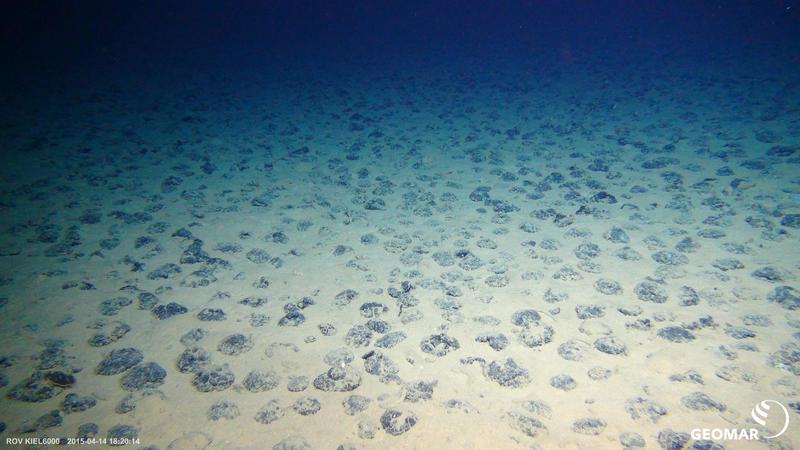 Manganknollen auf dem Meeresboden in der Clarion-Clipperton-Zone. 