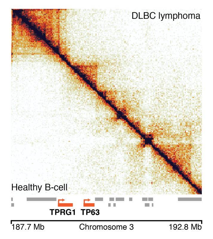 Darstellung der 3D Struktur des Genoms in Krebs- (über der Diagonale) und gesunden B-Zellen (unter der Diagonale). Bekannte Krebs-assoziierte Gene sind rot hervorgehoben. 