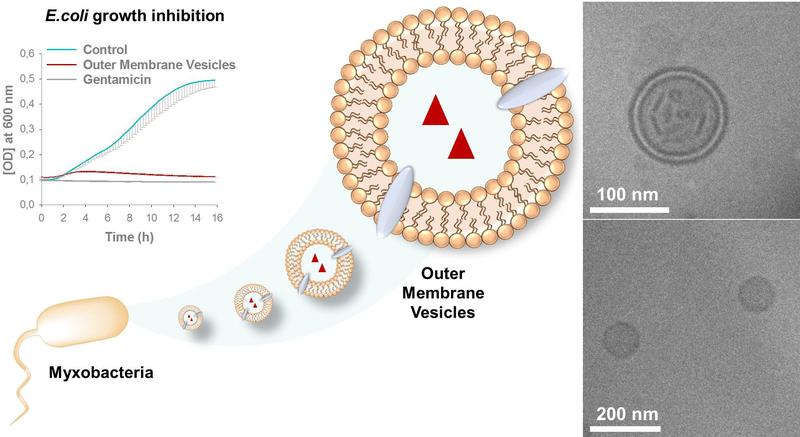 Ein Myxobakterium (links) hat (runde) Vesikel von seiner Oberfläche abgeschnürt, die mit Wirkstoff gefüllt sind (rote Dreiecke). Links oben: gemessene Wachstumshemmung von Escherichia coli (blau).