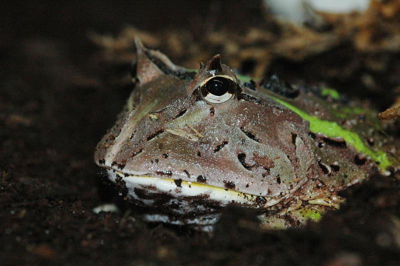 The horned frog lurks for its prey, halfway entrenched.