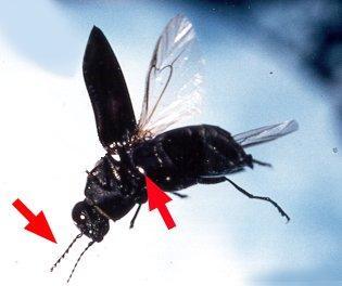 Der Schwarze Kiefernprachtkäfer Melanophila acuminata. Die beiden roten Pfeile zeigen auf die Lokalisierung von Geruchssinn (Antenne) und von Infrarotsinn (Thorakalrezeptoren).