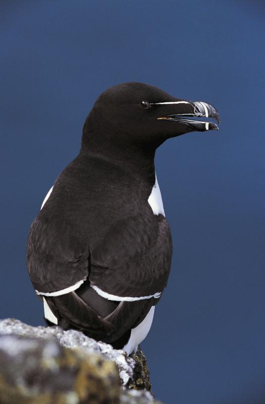 Razorbill Alca torda, Isle of May National Nature reserve