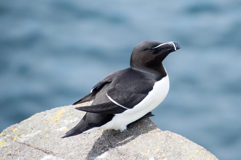 Razorbill photographed in Kilrenny, Scotland in 2018