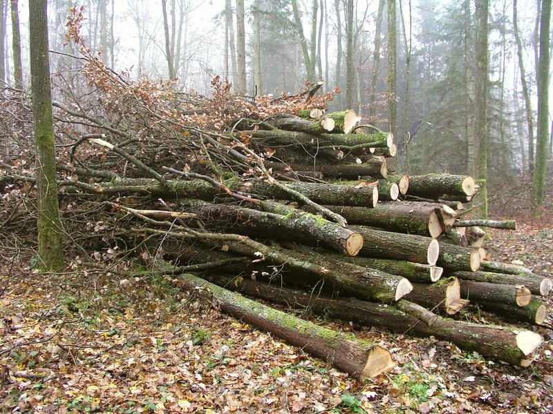2.	In der Schweiz liesse sich noch mehr Energieholz nutzen. Die Frage ist nur, wie die Kosten der Holznutzung gedeckt werden können.