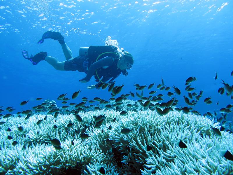 Gebleichte Geweihkorallen im Roten Meer