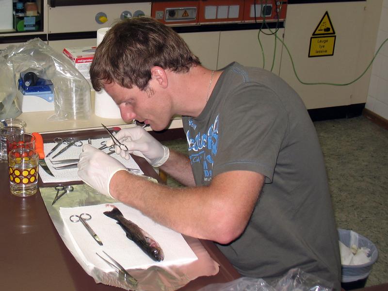 Dr. Jens-Eike Täubert examining a trout.