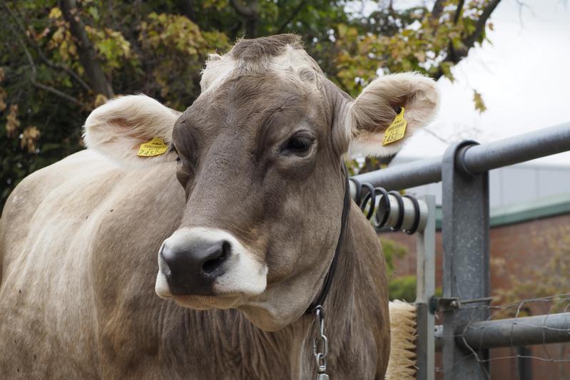 Die für Rinder gefährliche Krankheit Bovine Virus Diarrhoe (BVD) könnte mit einheitlichen Maßnahmen langfristig ausgemerzt werden.