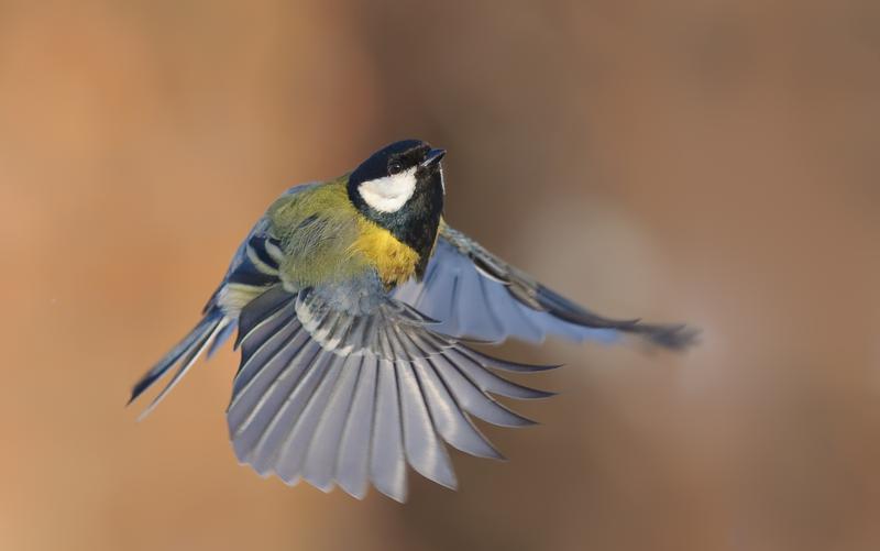 Males of great tits facing higher energetic costs during their reproductive phase loose weight and upregulate the concentrations of stress hormones and an enzyme important to detoxify free radicals