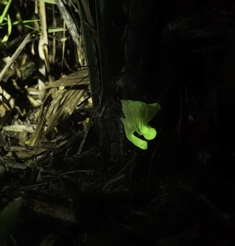 Der Pilz Neonothopanus nambi