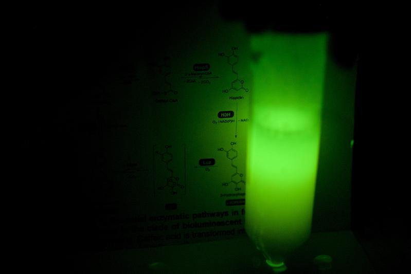 Artificially glowing yeast cells in a test tube. 