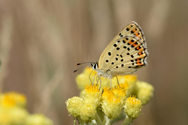 Der Braune Feuerfalter (Lycaena tityrus) ist eine der Schmetterlingsarten, bei der eine Stickstoffdüngung der Wirtspflanzen zu erhöhter Sterblichkeit bei den Raupen führt.  