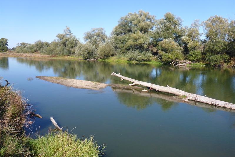 Um den Strukturreichtum der Mulde weiter zu erhöhen, werden sechs Raubäume in den Fluss eingebracht. 