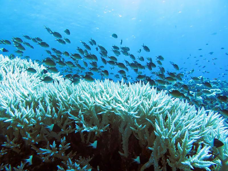 Korallenbleiche im Roten Meer im November 2015.