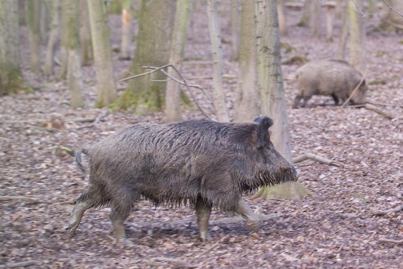 Die Afrikanische Schweinepest hat sich im Vergleich zum Vorjahr weiter ausgebreitet. 