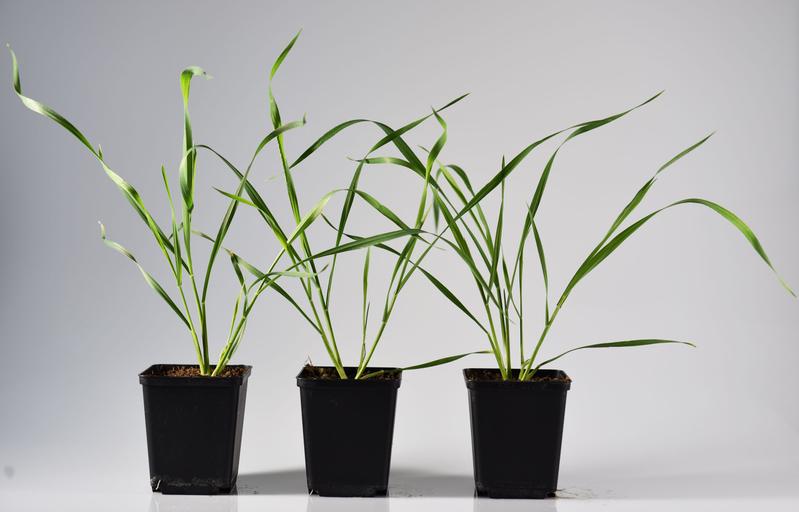 Wheat plants which overexpress a maize methyltransferase gene (right) cannot regulate their defense adequately and become susceptible to aphid attack. 
