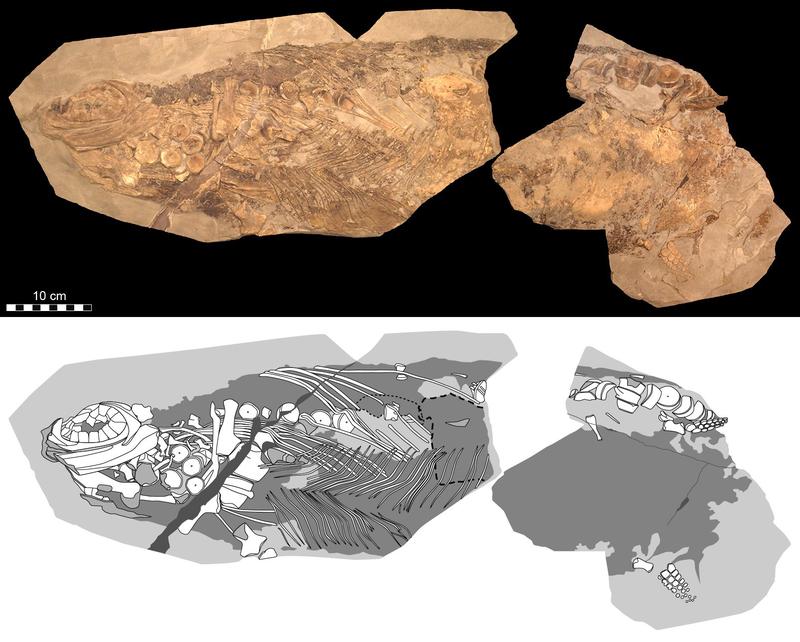 Das untersuchte Fossil des Ichthyosauriers der Gattung Stenopterygius ist ca. 85 Zentimeter lang.